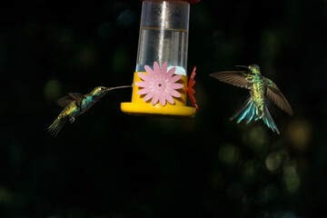Colibrí al ataque © Juanif16