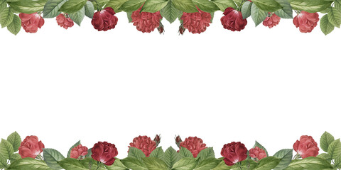Ornamental rose floral border, decorative frame and plants on isolated empty background