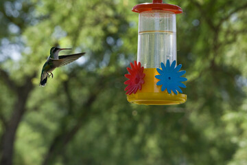 Colibrí al ataque © Juanif16