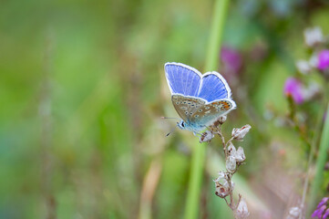 Common Blue butterfly male on a dried plant