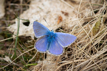Common Blue butterfly male on dried grass