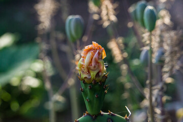 Brotes de jard&iacute;n