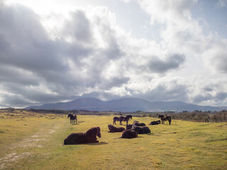 Exmoor ponies under a cloudy sky