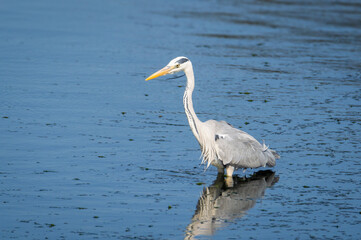 Heron wading into deep water