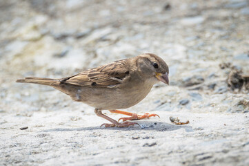 Sparrow feeding on sand hoppers