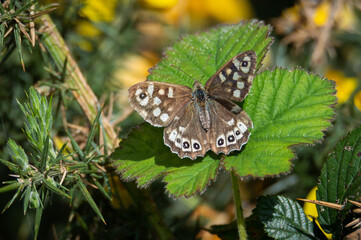 Speckled Wood Butterfly stretched out on a bramble leaf