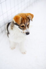 Husky puppy portrait