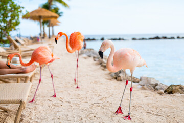 Pink flamingos at beach