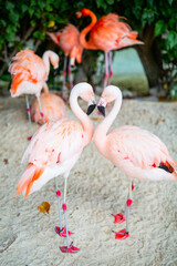 Pink flamingos at beach