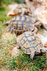 Land tortoises outdoors