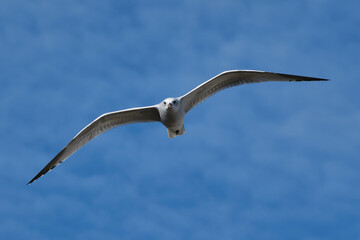 seagull in flight