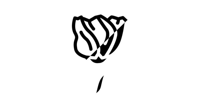 lisianthus flower line icon animation