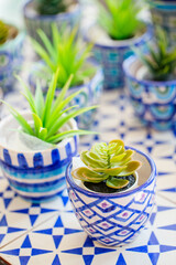 Plants in colorful ceramic pots
