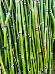Naklejka premium green tiny bamboo texture pattern