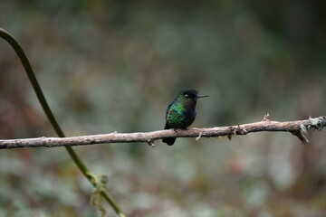 colibri multicolor en la rama seca de un arbol