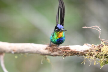 colibrie multicolor en la rama de un arbol