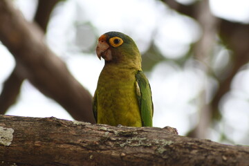 periquito color verde amarillo posando en una rama