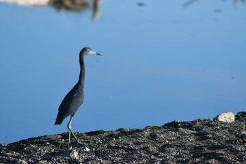 Ave caminando por la arena y el agua refleja el cielo azul