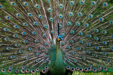 Obraz premium Beautiful female and male Peacock with beautiful color flying 