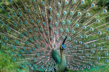 Fotobehang Beautiful female and male Peacock with beautiful color flying  © alfin