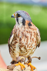 Tamed American Kestrel raptor on leather glove of trainer
