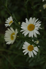 Chamomile, a summer medicinal plant in the garden.
