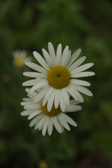 Fototapeta premium Chamomile, a summer medicinal plant in the garden.