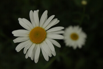 Obraz premium Chamomile, a summer medicinal plant in the garden.