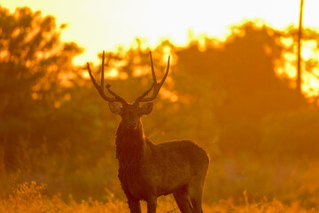 Timor Deer located in Baluran National Park in Situbondo, Banyuwangi, East Java. Baluran is called little africa in java in sunrise