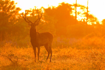 Timor Deer located in Baluran National Park in Situbondo, Banyuwangi, East Java. Baluran is called little africa in java in sunrise