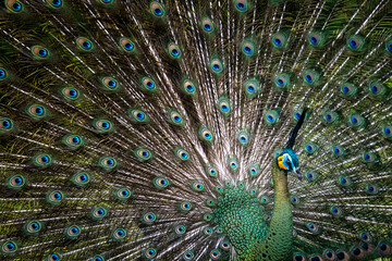 Obraz premium Beautiful female and male Peacock with beautiful color flying 