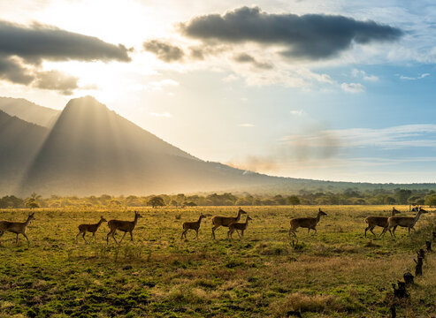 Timor Deer located in Baluran National Park in Situbondo, Banyuwangi, East Java. Baluran is called little africa in java in sunrise