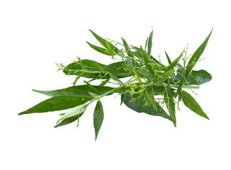  close up Andrographis paniculata plant leaves Ayurveda herbal medicine transparent png