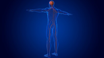 The nervous system includes the brain, spinal cord, and a complex network of nerves 3D