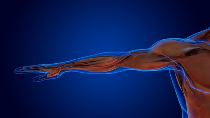 Fototapeta premium human damage muscle anatomy for medical concept 3D