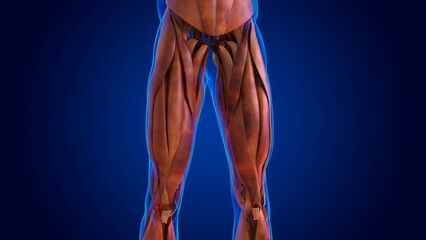 human damage muscle anatomy for medical concept 3D