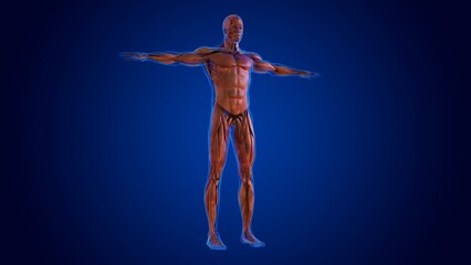 human damage muscle anatomy for medical concept 3D