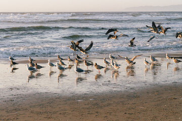 Sunset on the beach and flock of birds, pelicans and seagulls. Beautiful sea, and clear sky