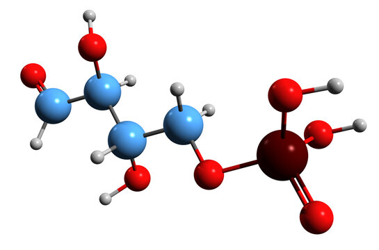  3D image of Erythrose 4-phosphate skeletal formula - molecular chemical structure of E4P isolated on white background
