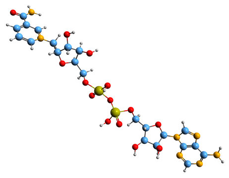  3D image of Nicotinamide adenine dinucleotide skeletal formula - molecular chemical structure of Coenzyme I isolated on white background
