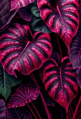 Floral magenta Alocasia Amazonica abstract background. Decorative plant leaves, fuchsia pink texture. Vertical floral magenta Alocasia Amazonica abstract pattern.