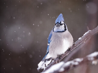 Blue jay perched on branch with snow falling