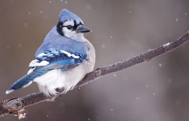 A close up of a blue jay sitting on a branch with its head turned and snow falling