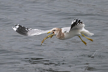 Ring-billed Gull (Larus delawarensis) Catching Fish