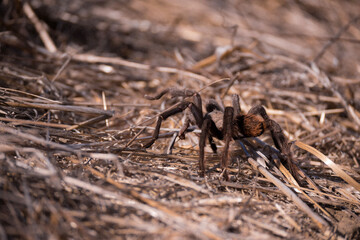Tarantula spider on the ground