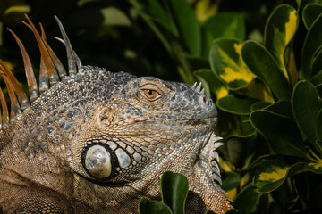 iguana on a branch