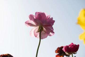 pink flower with a sky backdrop