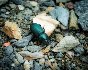 beetle on the ground