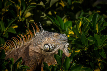 iguana in the tree