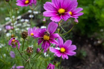 flowers in the garden